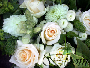 Bloom Flowers